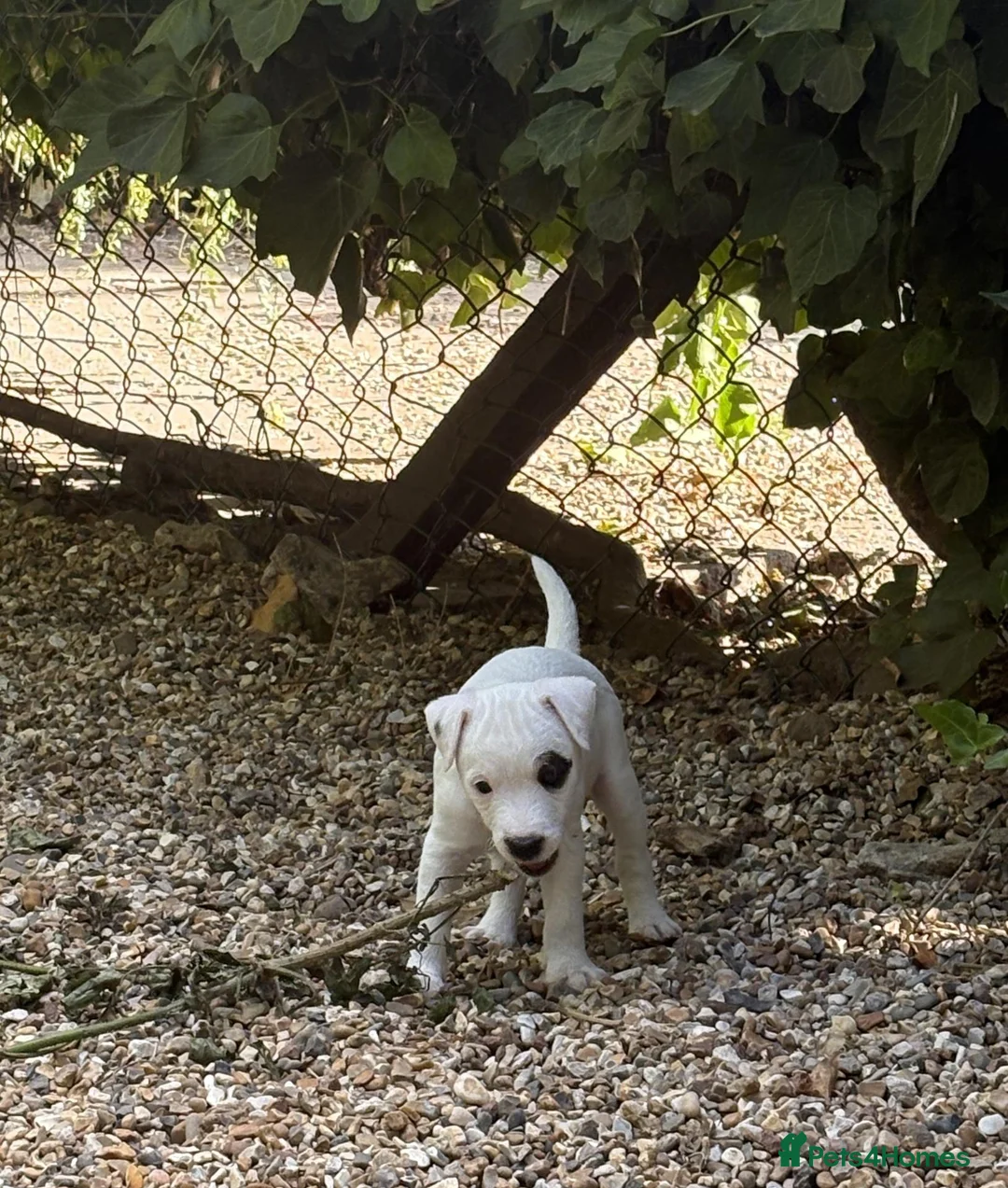 Parson Russell dogs for sale: pedigree registered Parson Russell puppy bitch. - Advert 2