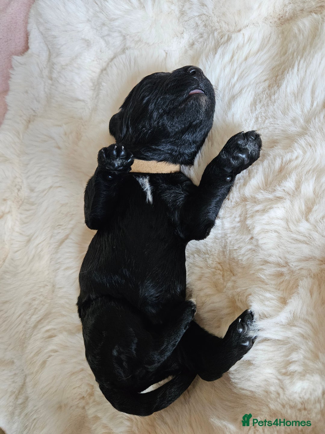 Goldendoodle dogs for sale: Gorgeous Healthy Goldendoodle Puppies - Image 15