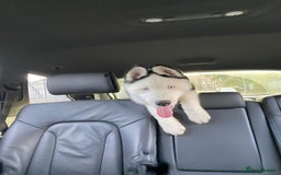 Siberian Husky dogs for stud: Stunning Blue eye Sibrian Husky for Stud  in Liverpool - Image 4
