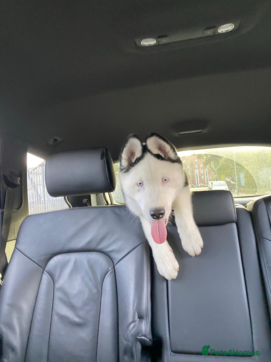 Siberian Husky dogs for stud: Stunning Blue eye Sibrian Husky for Stud  in Liverpool - Image 4