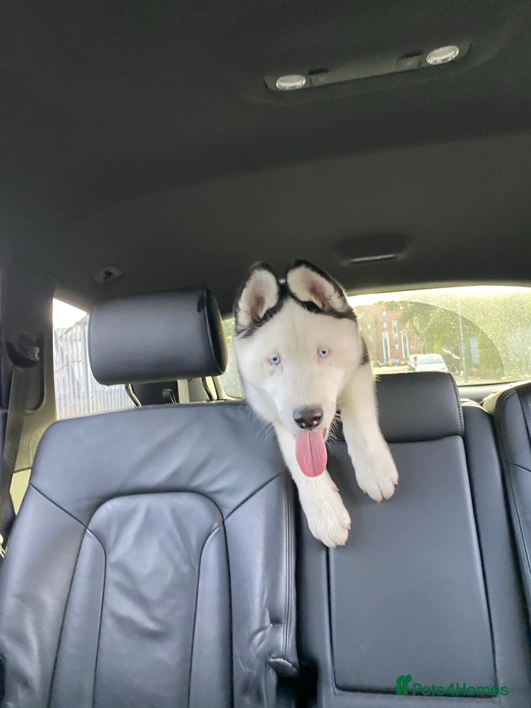 Siberian Husky dogs for stud: Stunning Blue eye Sibrian Husky for Stud (Proven) in Liverpool - Advert 4