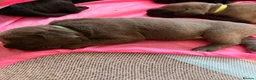 Cane Corso dogs for sale: Cane corso puppies for sale - Advert 30