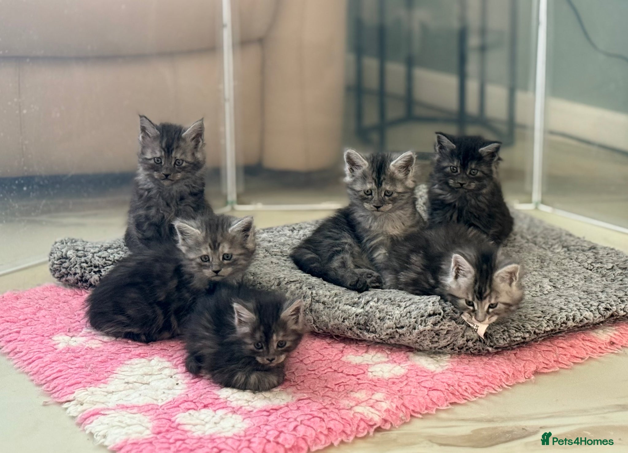 Maine Coon cats TICA Reg Black Smoke Maine Coon Kittens - Advert 1