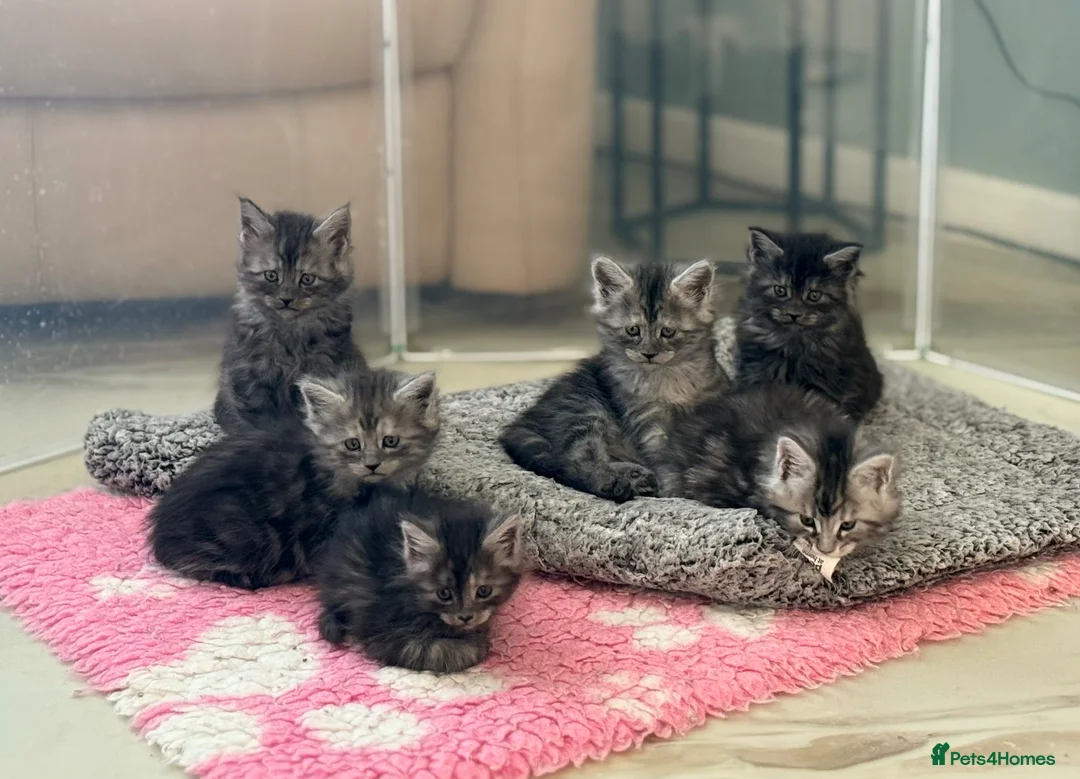 Maine Coon cats for sale: TICA Reg Black Smoke Maine Coon Kittens - Advert 1
