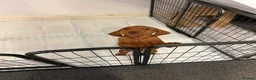 Hungarian Vizsla dogs for sale: Wire haired Hungarian Vizsla pups - Advert 9