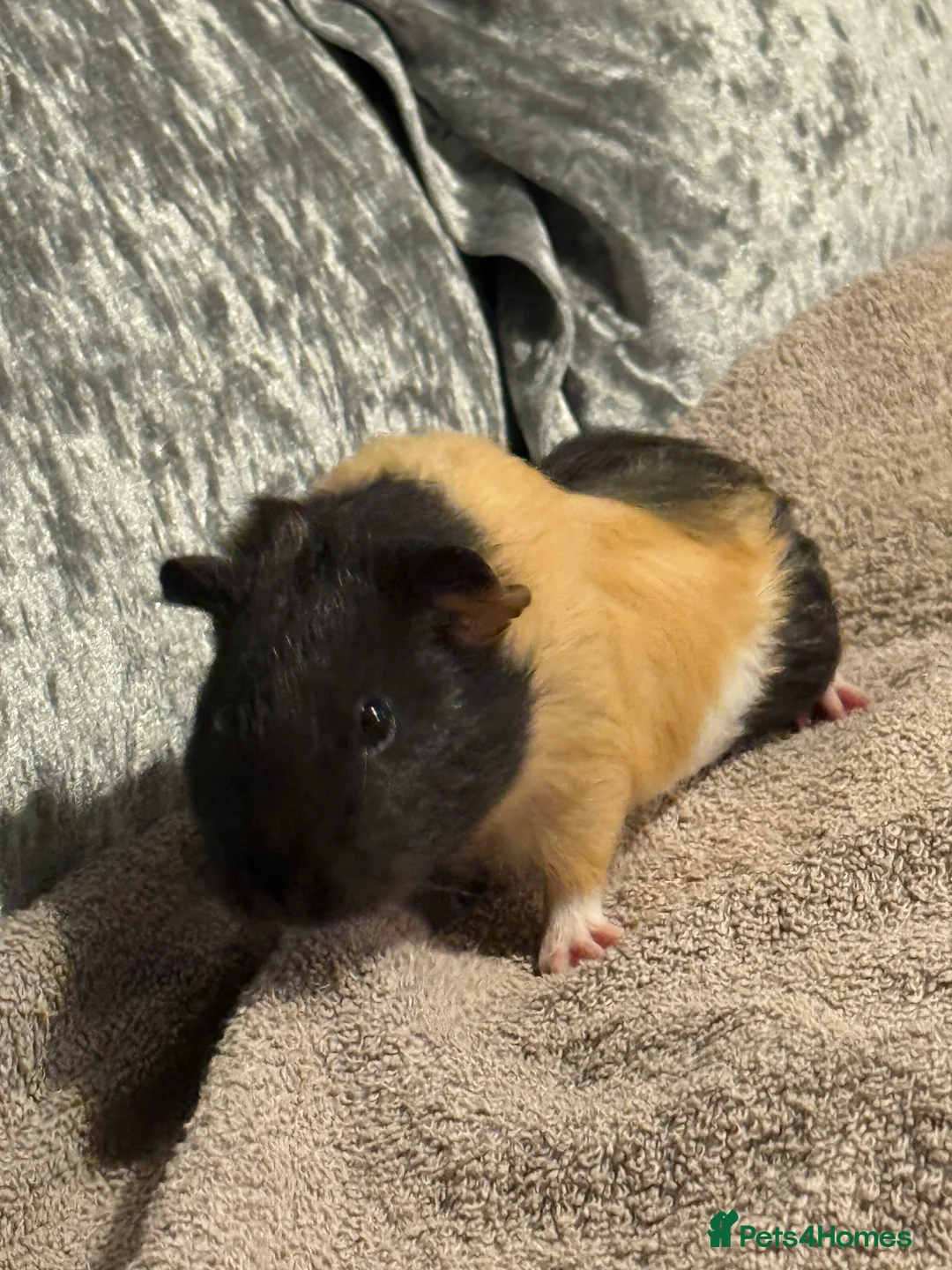 Guinea Pig rodents for sale: Male guinea pig  in Northallerton - Advert 2