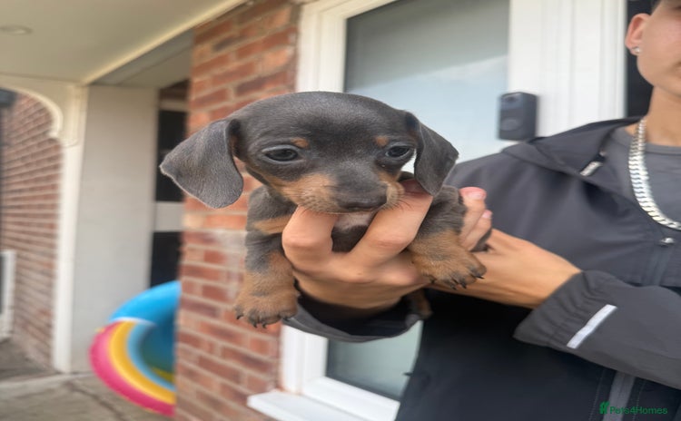 Miniature Dachshund dogs - Advert 10