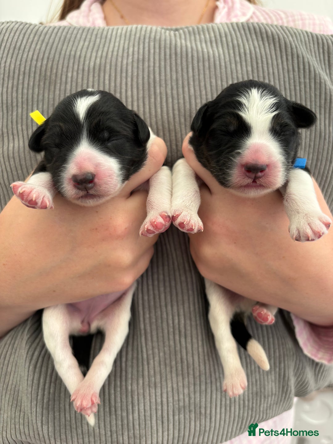 Bordoodle dogs for sale: Bordoodle Pups - Image 39