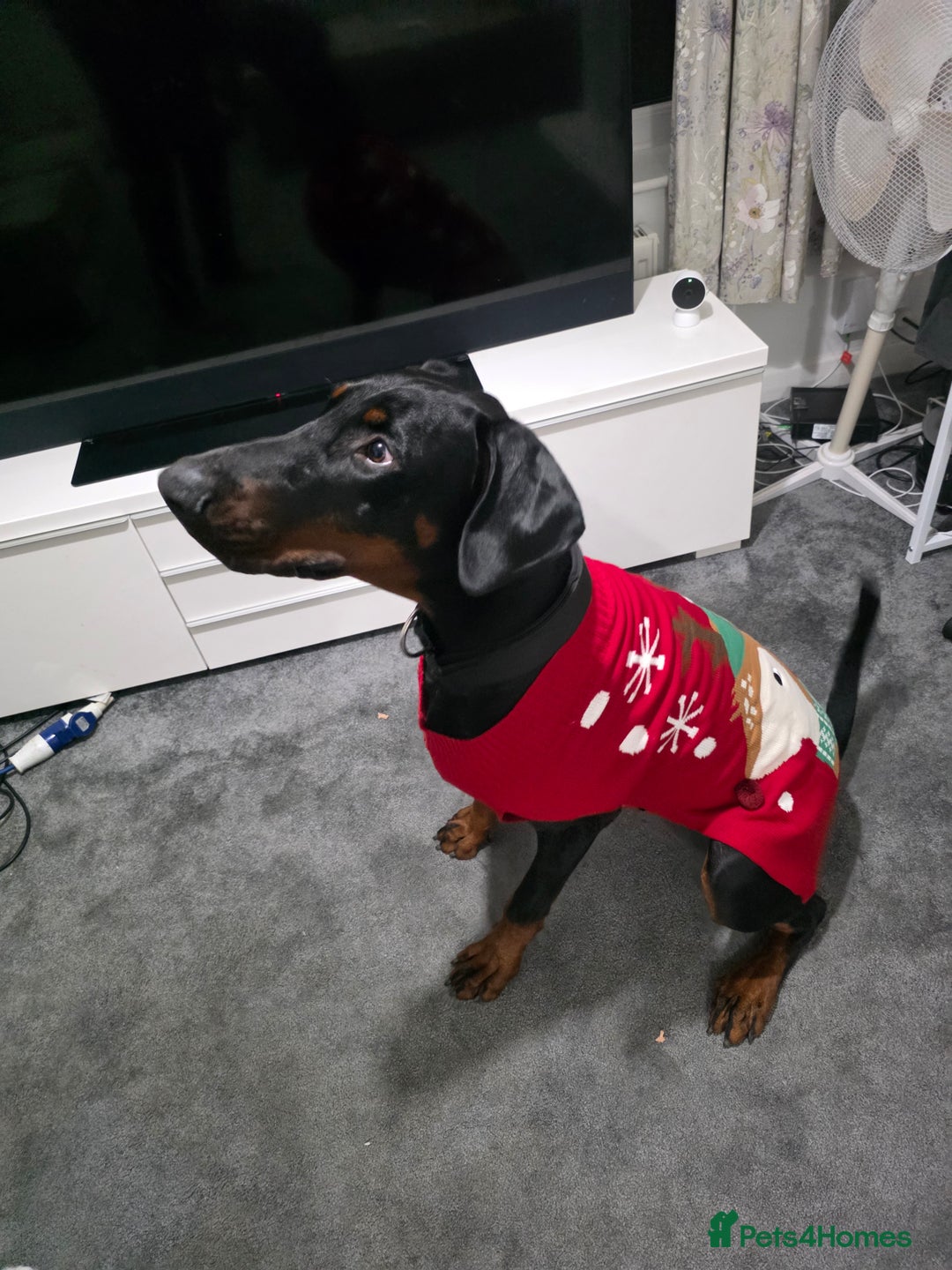 Dobermann dogs for sale: Male doberman in need of loving home - Advert 4