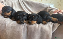 Dachshund dogs for sale: Dachshund  - Image 17