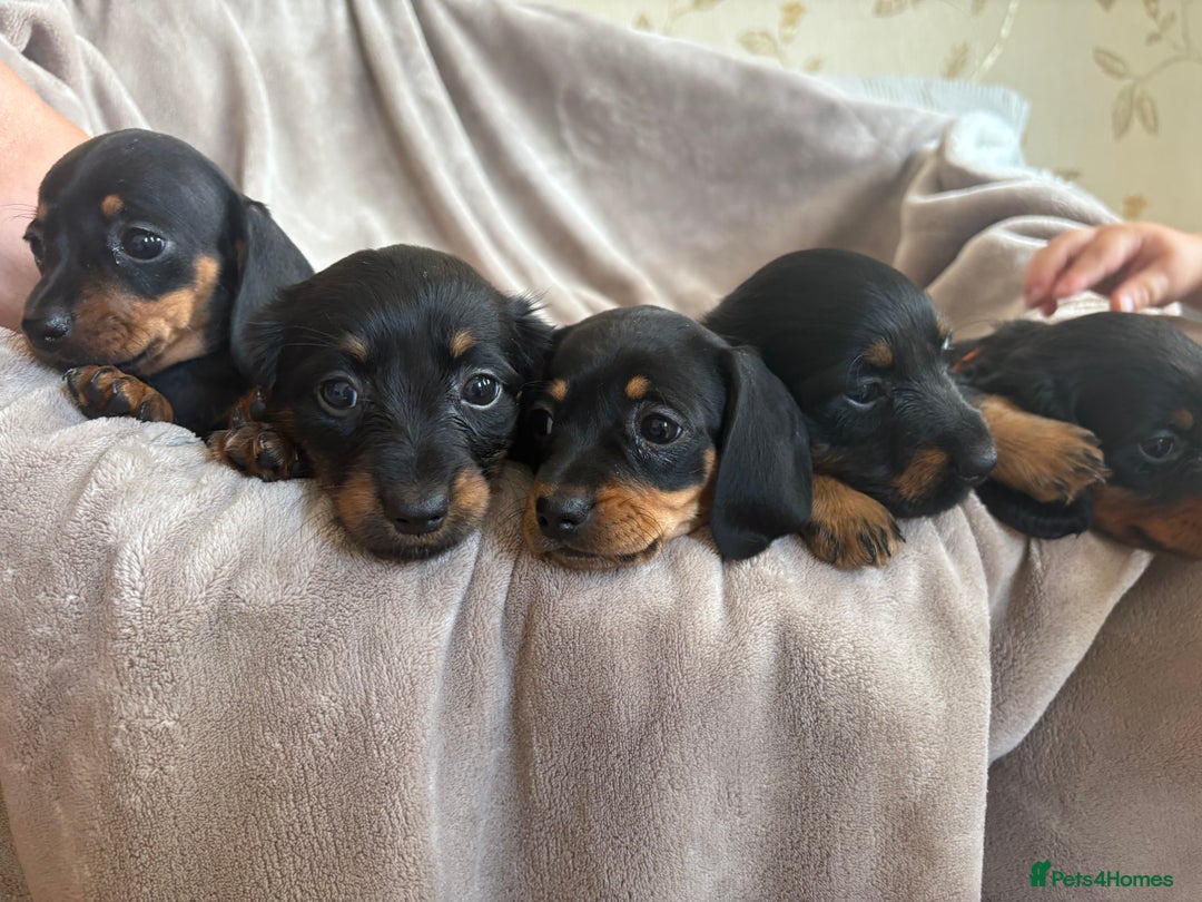 Dachshund dogs for sale: Dachshund  - Image 17