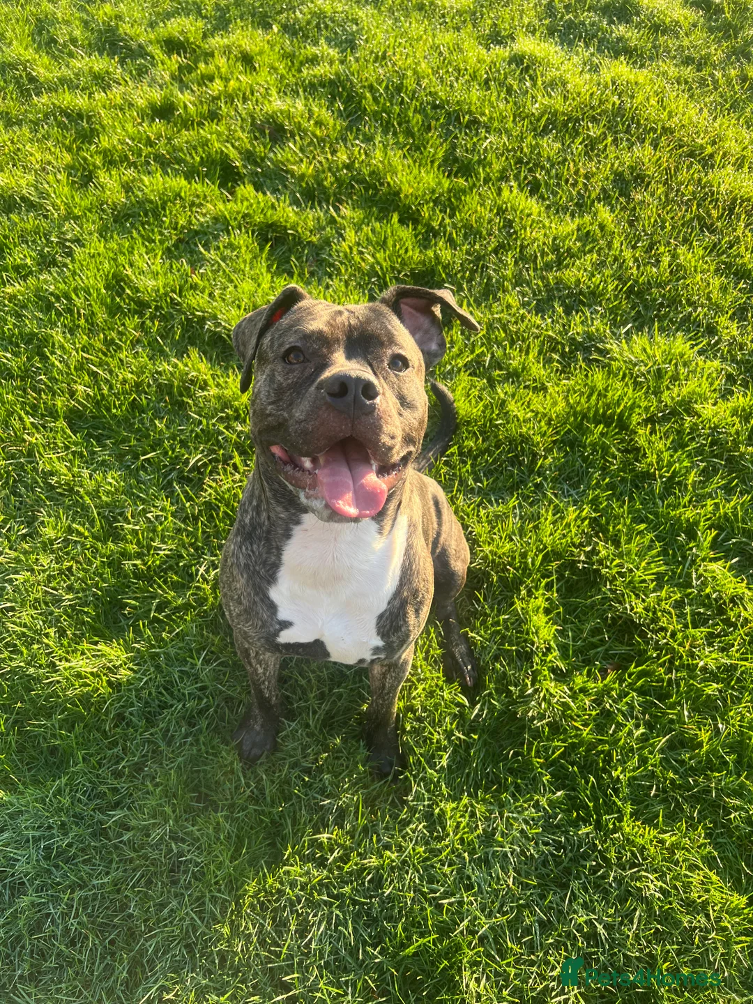 Mixed Breed dogs for sale: Staff X Cane Corso - Advert 3