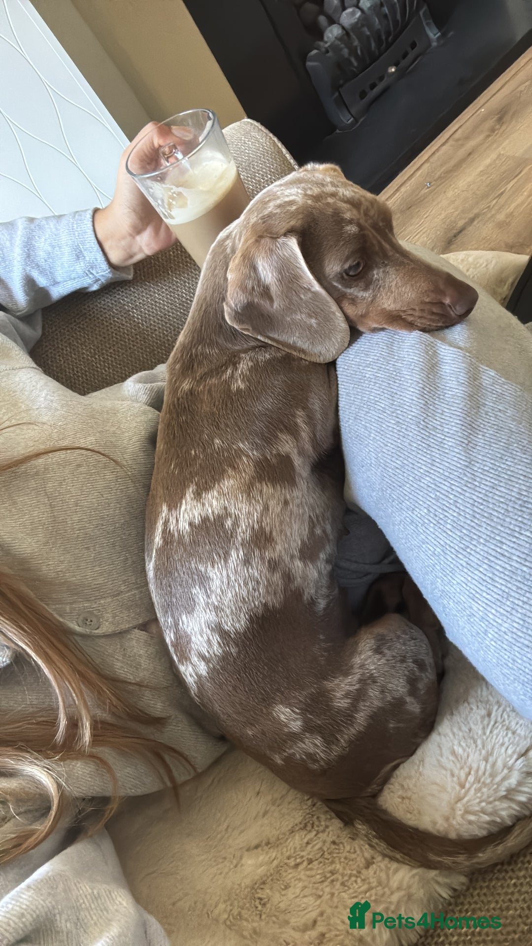 Dachshund dogs for sale: Minatare Dachshund  - Image 2