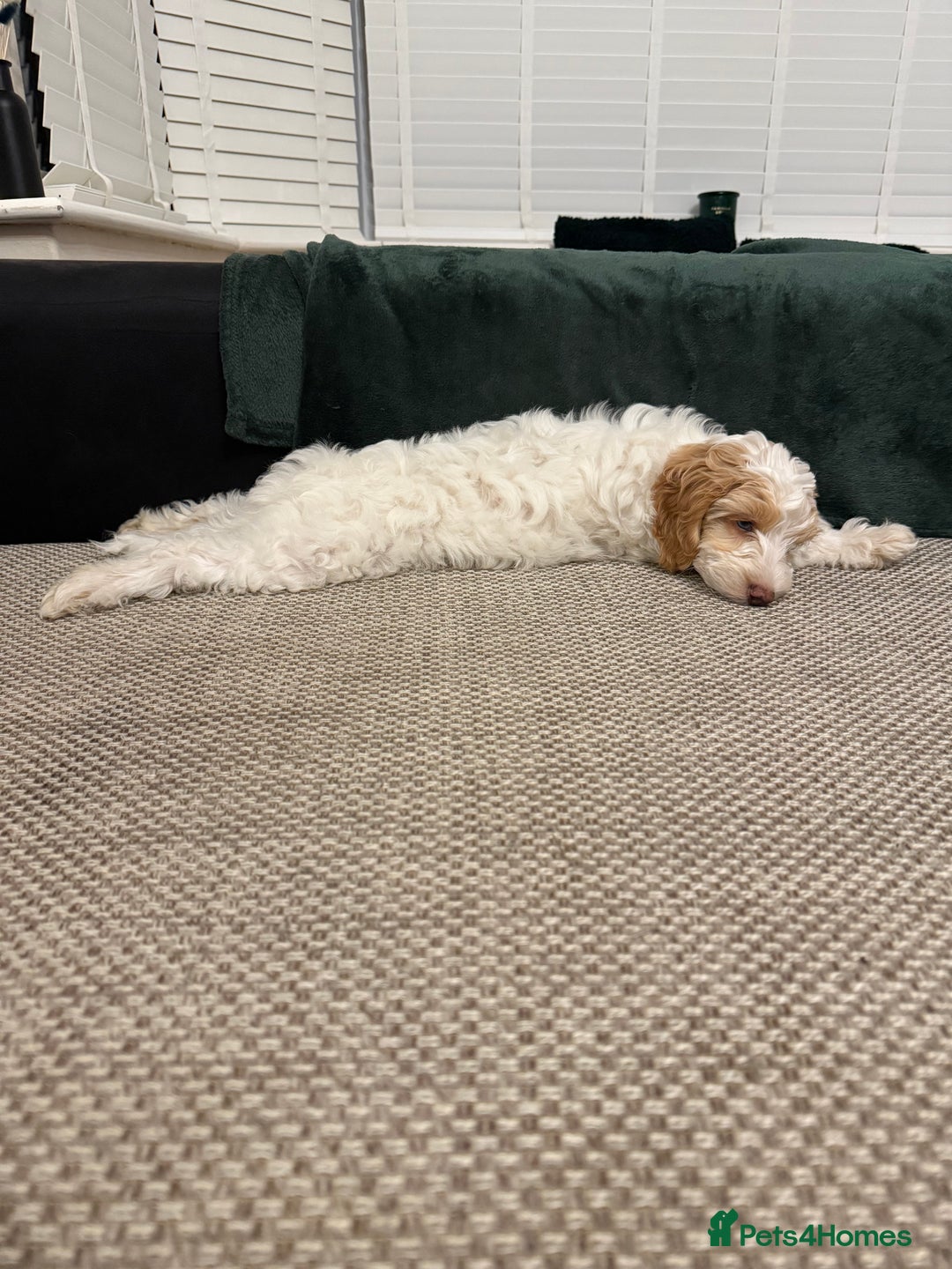 Cockapoo dogs for sale: Re-homing 8month old Luna- Female Cockapoo - Advert 11