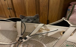 Russian Blue cats for sale: Pure Russian Blue Kittens  - Image 5
