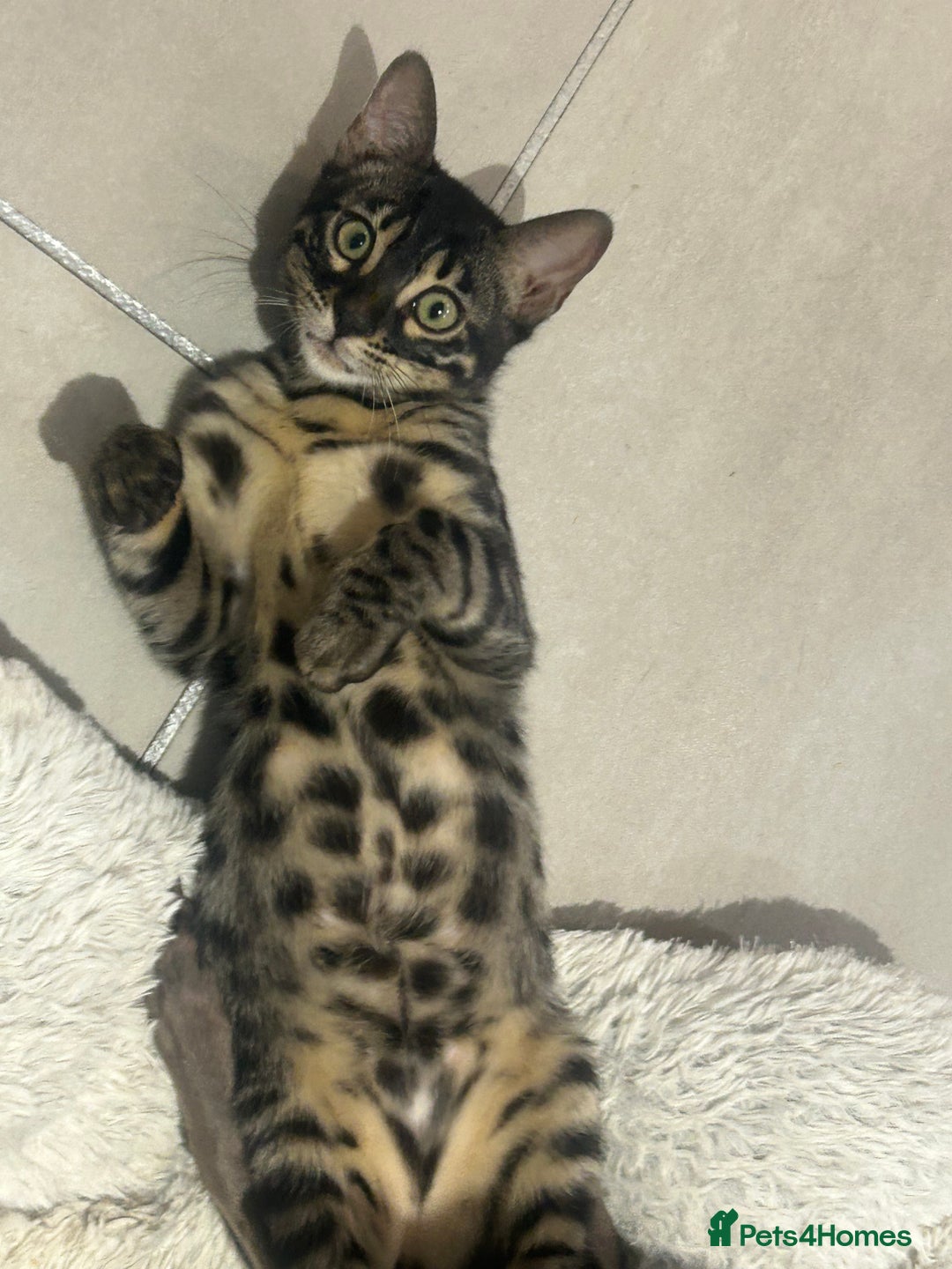 Bengal cats for sale: Stunning Charcoal Female Bengal Kitten - TICA - Advert 4