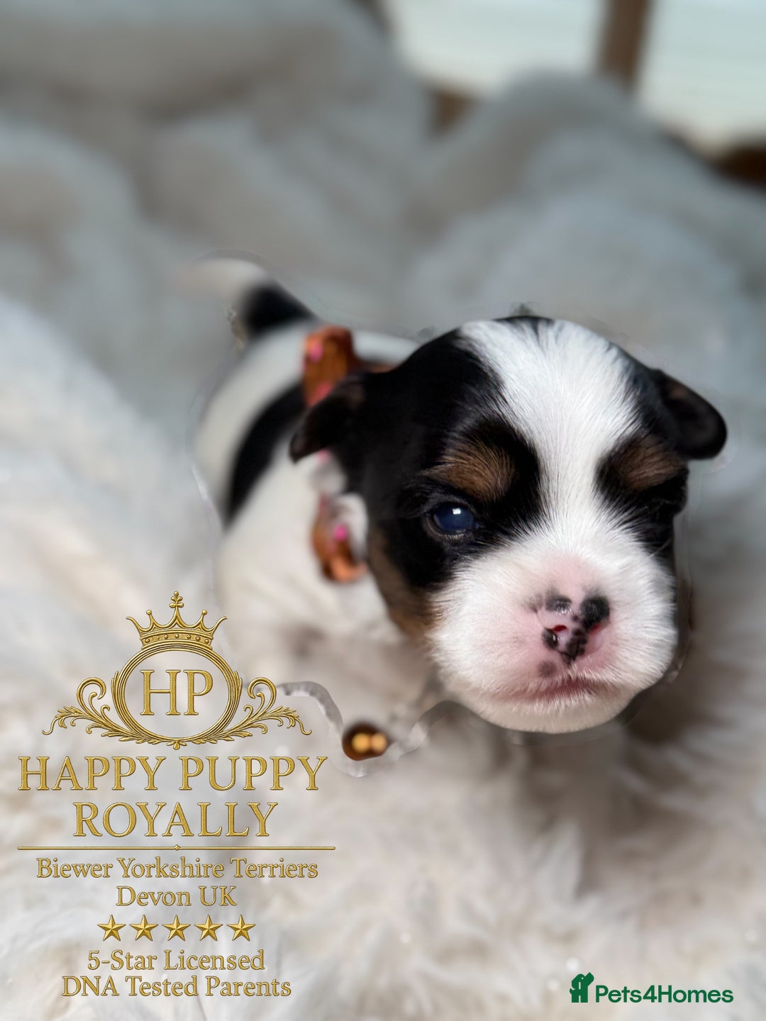 Biewer Terrier dogs for sale: BIEWER YORKIE PUPPIES 4 Available Licensed Breeder - Advert 8