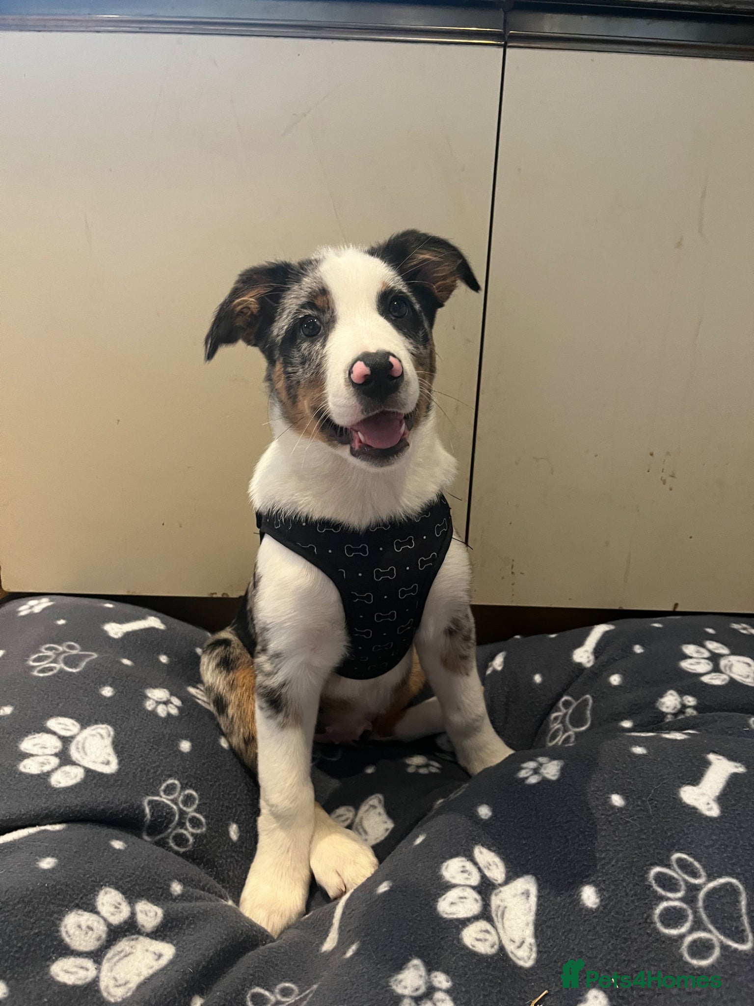 Border Collie dogs for sale: beautiful blue merle last boy left  - Advert 7