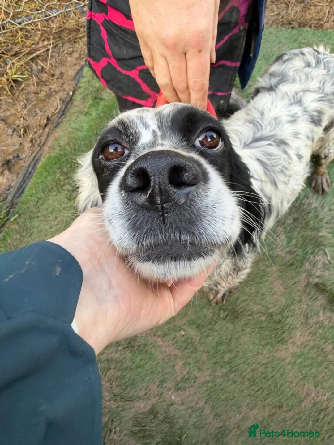 English Setter dogs for adoption: Kora  - Advert 1