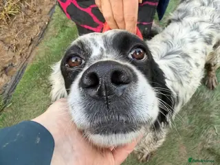 English Setter dogs Kora - Advert 11