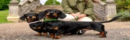 Miniature Dachshund dogs for sale: Miniature Dachshund Puppies, KC & Health Checked - Advert 4