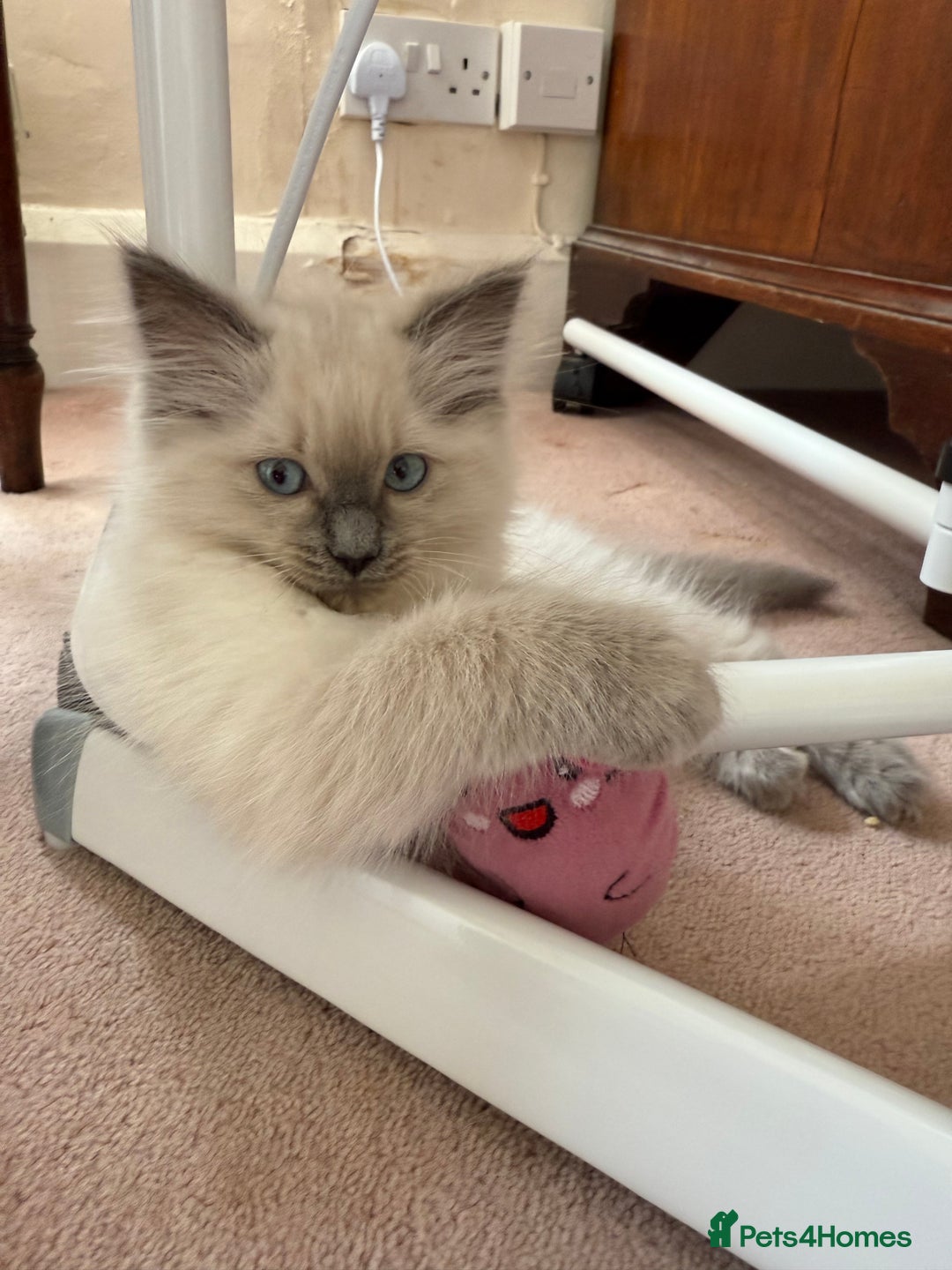 Ragdoll cats for sale: Ragdoll kittens in Birchington - Image 13