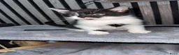 British Shorthair cats for sale: 4 kittens  in Stoke-on-Trent - Advert 8