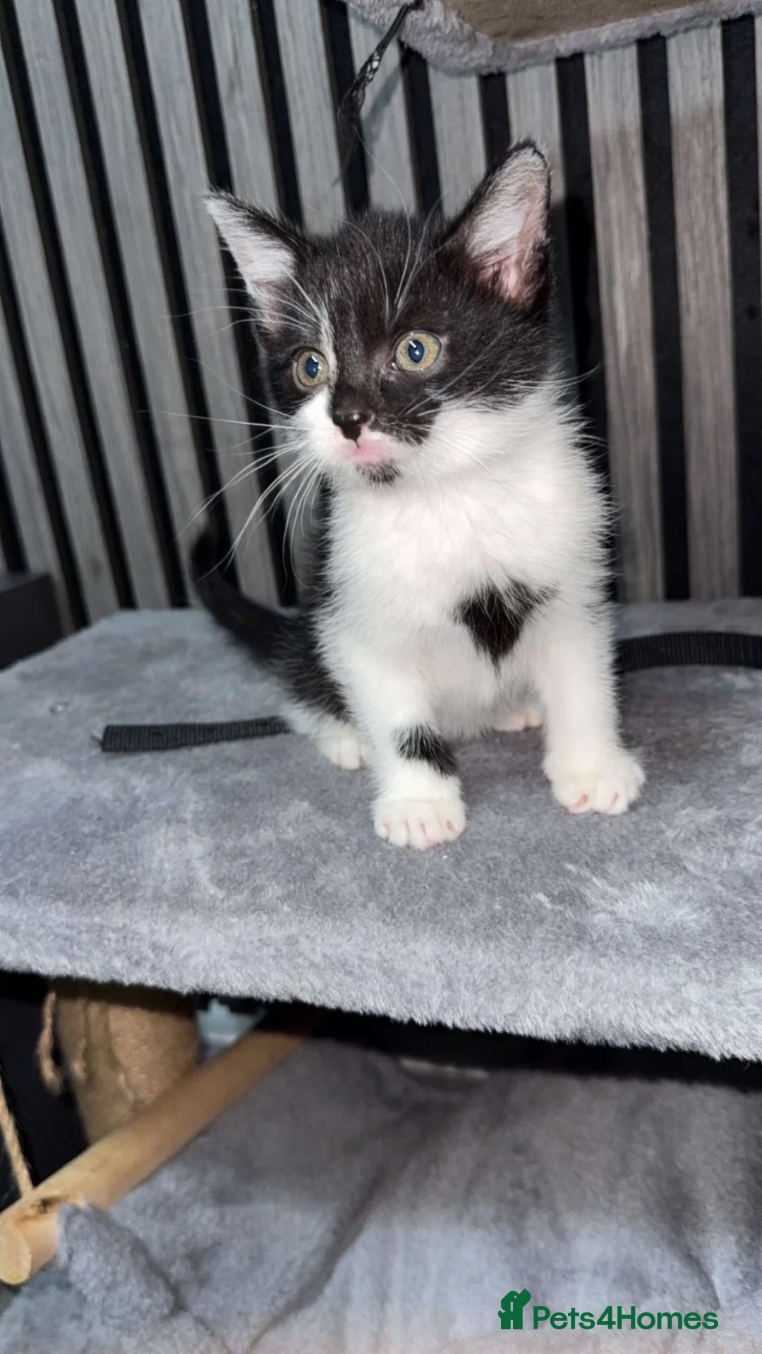 British Shorthair cats for sale: 4 kittens  in Stoke-on-Trent - Advert 8