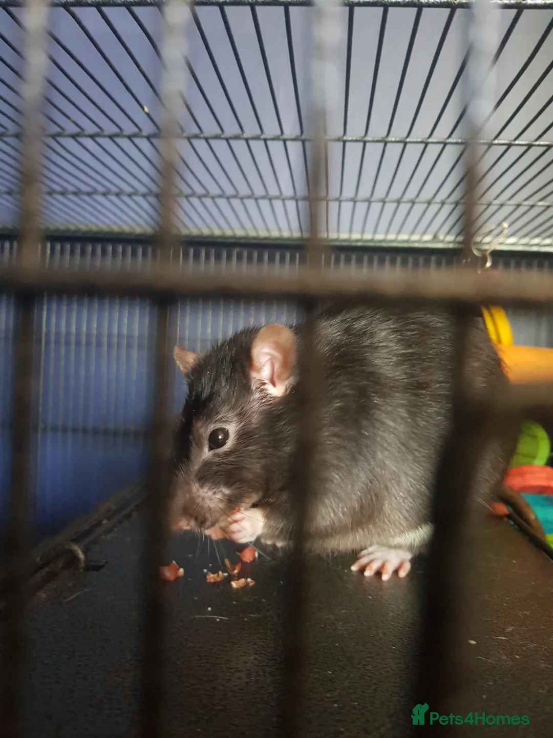 Rat rodents for sale: 2 Rats £5 to good home in London - Advert 2