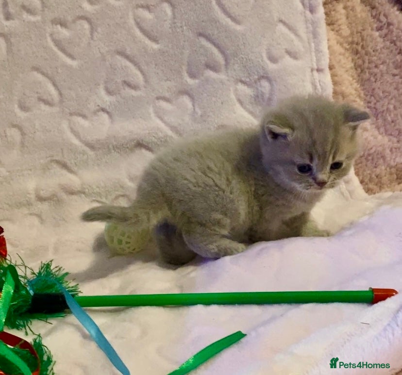Scottish Fold cats 🧸😻CHAMPION LINE TICA ACTIVE SCOTTISH/BSH😻🧸 - Advert 2