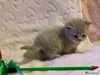 Scottish Fold cats 🧸😻CHAMPION LINE TICA ACTIVE SCOTTISH/BSH😻🧸 - Advert 2