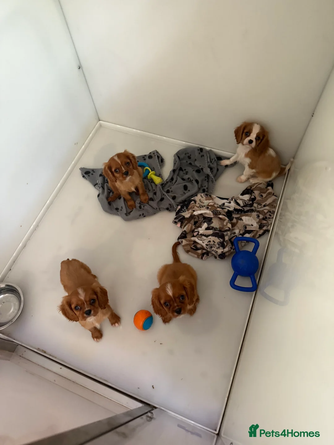 Cavalier King Charles Spaniel dogs for stud: Kc dna clear cavalier boy for stud  in Huddersfield - Advert 5