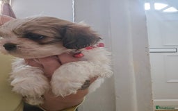 Shih Tzu dogs for sale: Shih tzu - Image 7