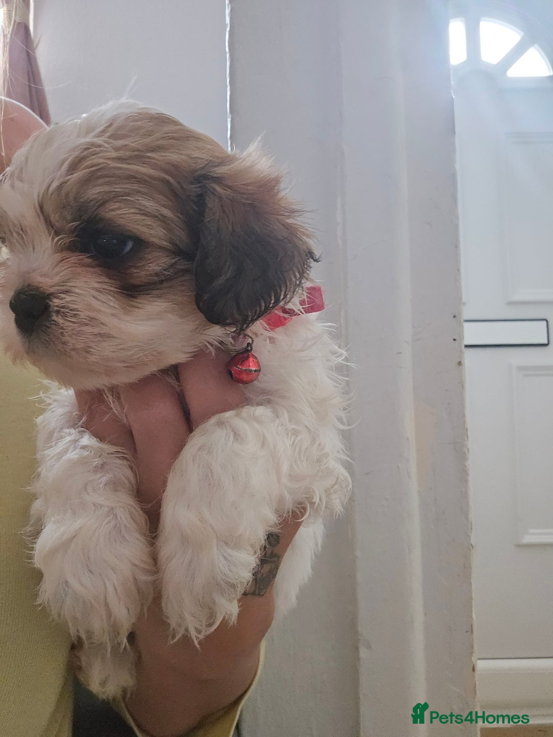 Shih Tzu dogs for sale: Shih tzu - Image 7