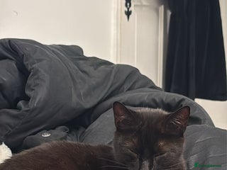 Mixed Breed cats Kitty - Advert 1