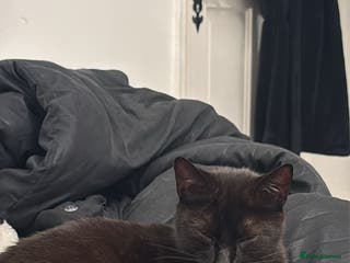 Mixed Breed cats Kitty - Advert 13