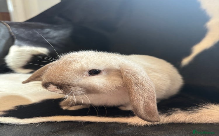 English Lop rabbits - Advert 1