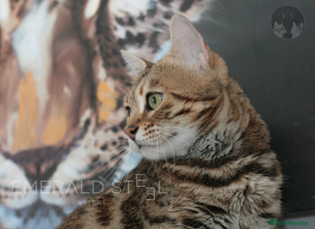 Bengal cats for sale: Pure Pedigree TICA Early Generation Bengal - Advert 15