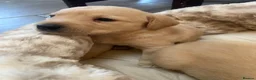 Labrador Retriever dogs for sale: Gorgeous Fox red Labrador puppies for sale ✨✨ in Pencader - Advert 14