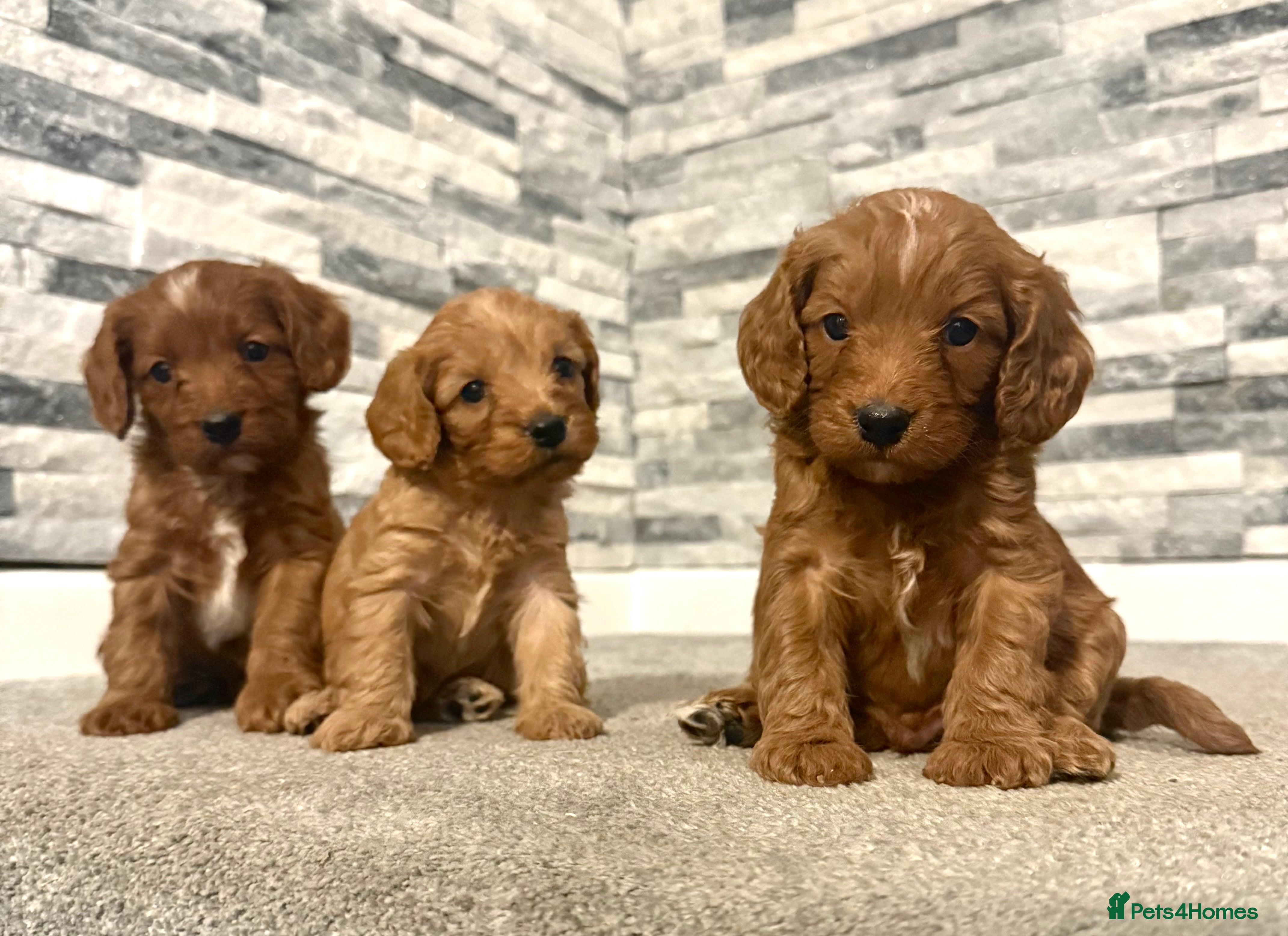 Cavapoo dogs Rich dark fox red cavapoos  - Advert 7