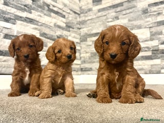 Cavapoo dogs Rich dark fox red cavapoos - Advert 1