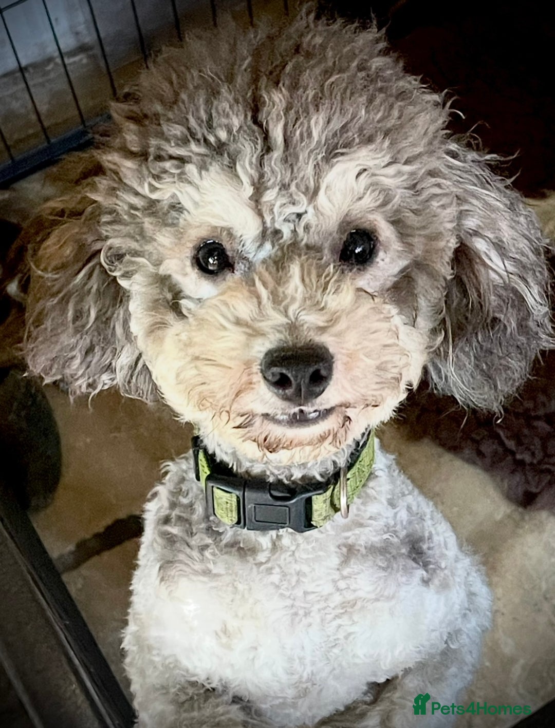 Toy Poodle dogs for sale: Silver Phantom Boy - Image 7