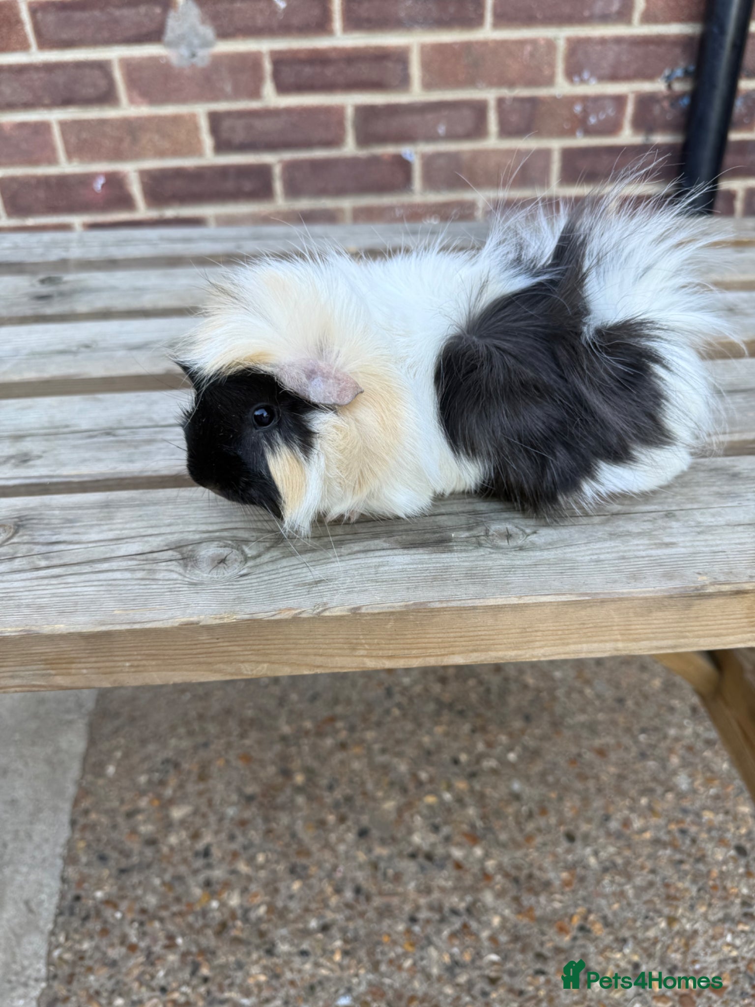 Guinea Pig rodents Gorgeous girls  - Advert 21