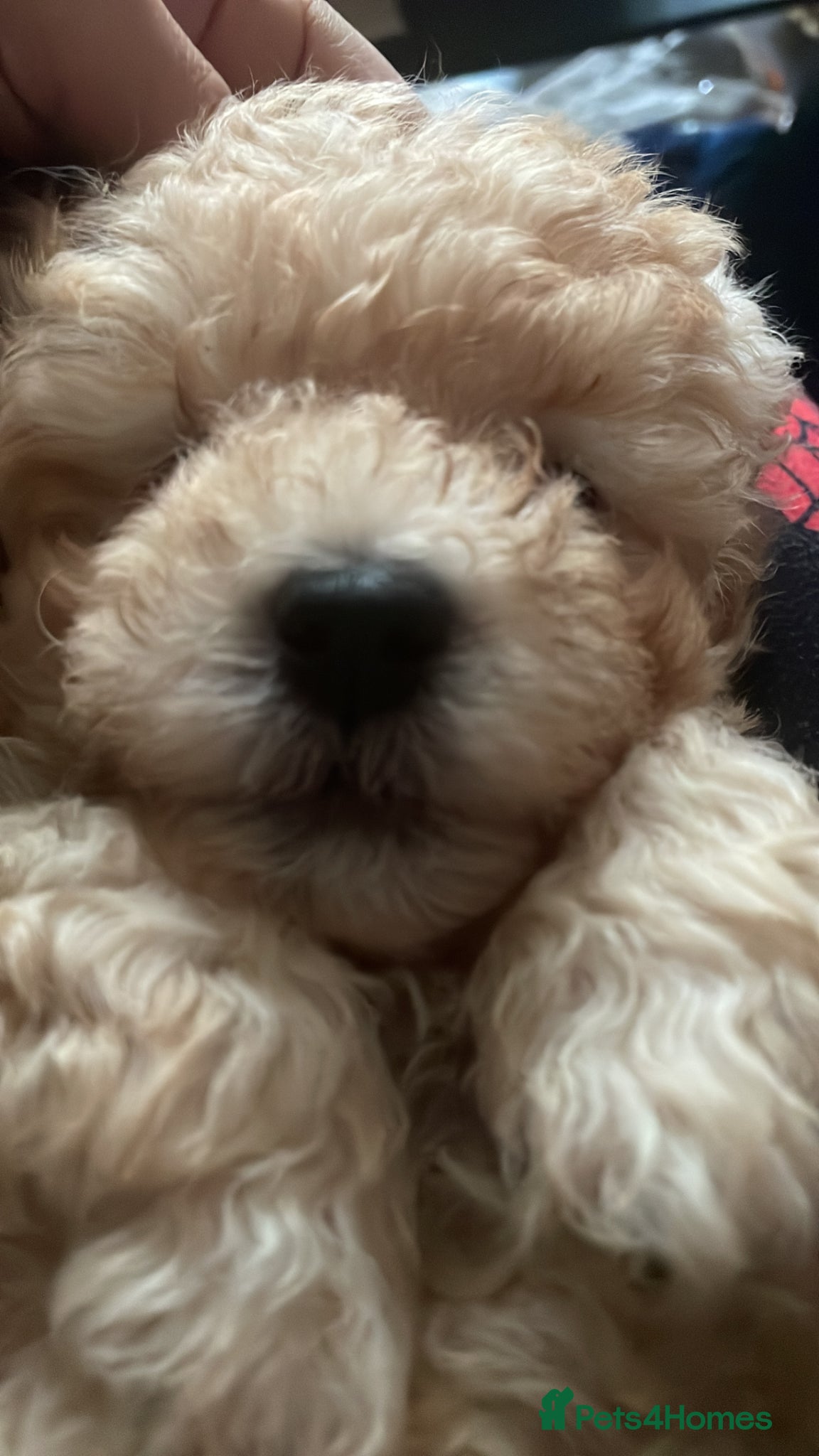 Maltipoo dogs 🧸5 stunning small teddy bears 🧸  - Advert 3