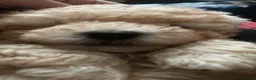 Maltipoo dogs for sale: 🧸5 stunning small teddy bears half Korean  🧸  - Advert 4