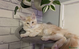 Maine Coon cats for sale: Maine coons 2 Boys and 1  girl left ready now - Image 28