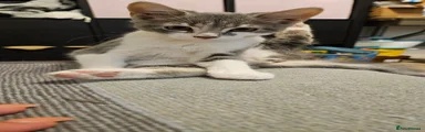 Scottish Fold 3
