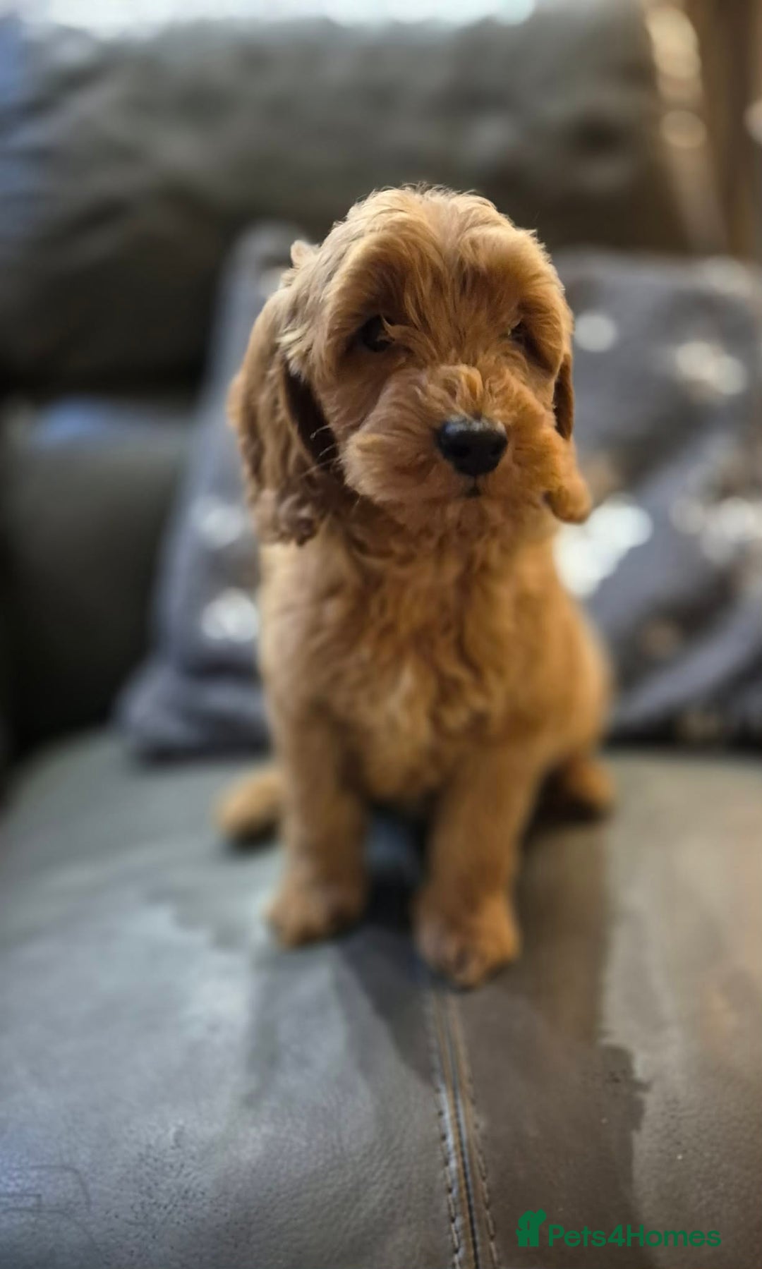 Cockapoo dogs for sale: Beautiful Cockapoo Puppies Ready Now  - Advert 2