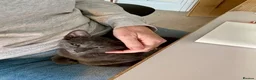 Russian Blue cats for sale: Gorgeous Russian Blue kitten in London - Advert 5