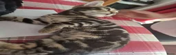 Bengal cats for sale: ❤️ Outstanding TICA Registered Bengal Kittens ❤️ - Advert 26